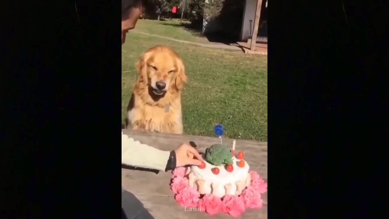 Funny Dog Reaction to Cutting Cake 2021 New