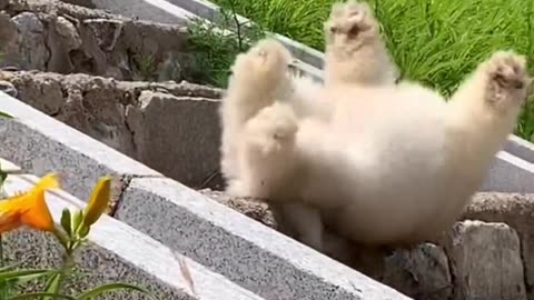 Beautiful funny dog funnykides baby