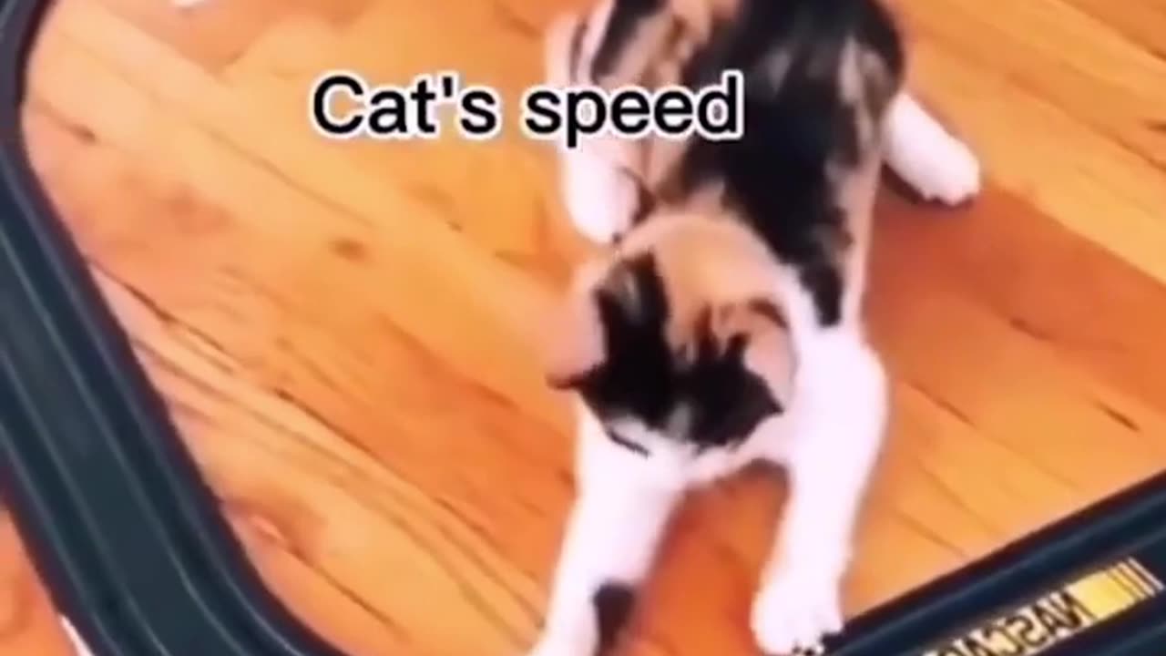 Funniest Animals Planet - Best Of The 2022 Funny Dogs And Cats Videos #23