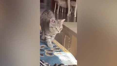 Funny cat Actions