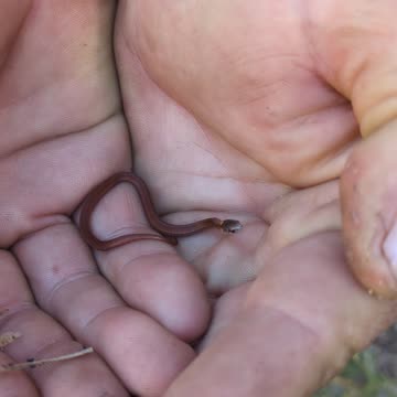 Baby Red belly Snake