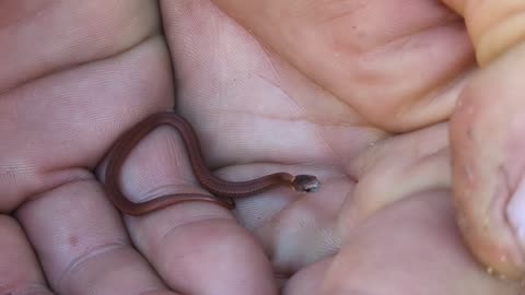 Baby Red belly Snake