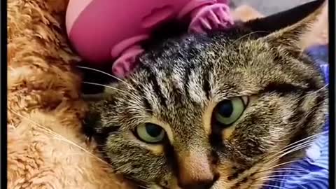 Funny Animals Series 181