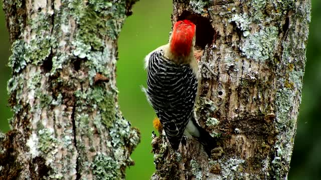 amazing natural birds