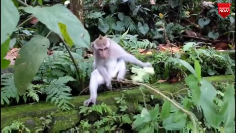 Funny video of monkeys