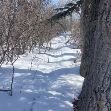 Namaka Ridge Forest Railway… Still under snow!