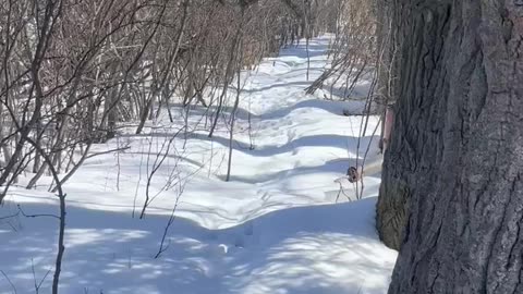 Namaka Ridge Forest Railway… Still under snow!