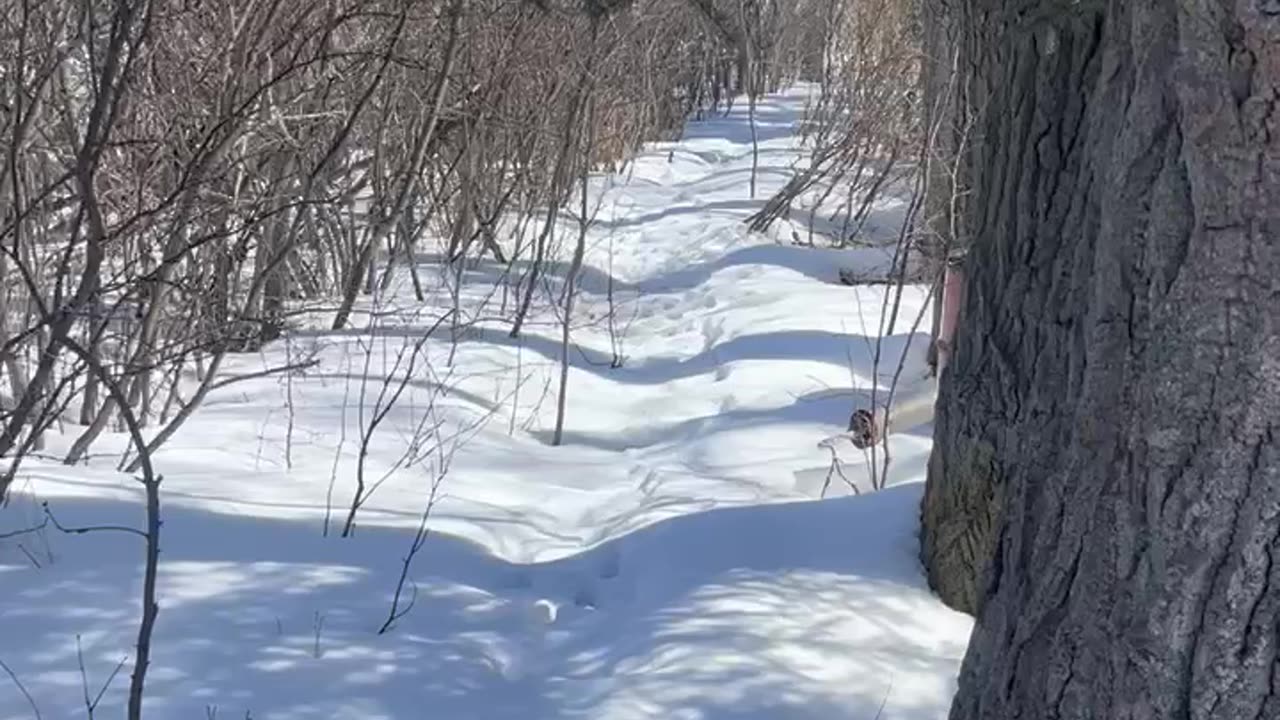 Namaka Ridge Forest Railway… Still under snow!