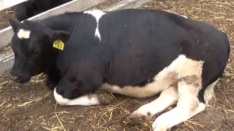 Westmont High School - 2016 Farm Fun Fest #3