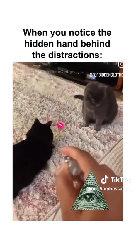 We Are The Grey Cat 🐱