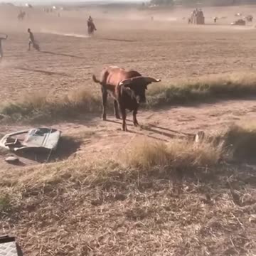 Angry bull hit van 😡🚐