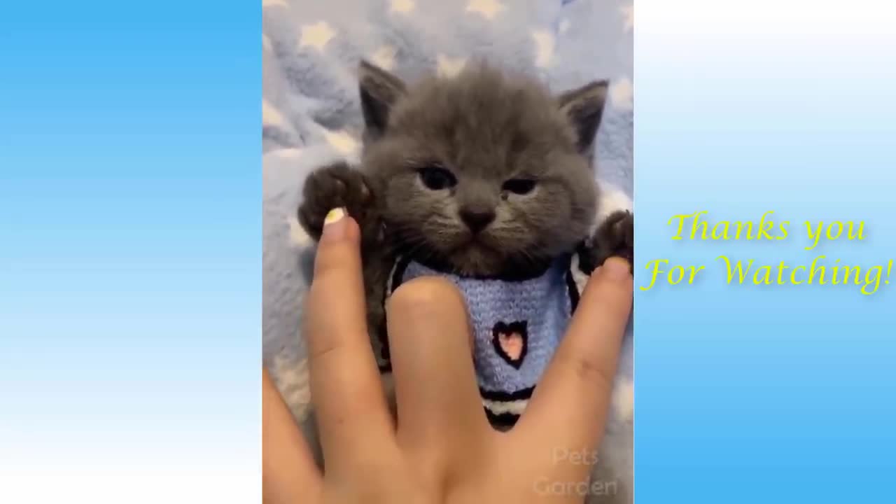 Funny and cute cat's life