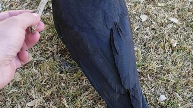 A crow that does not respond to touch
