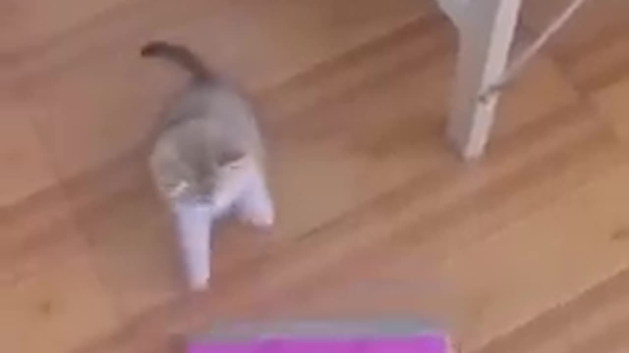 Funny cats 😜 video