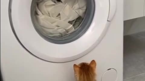 Silly Kitty