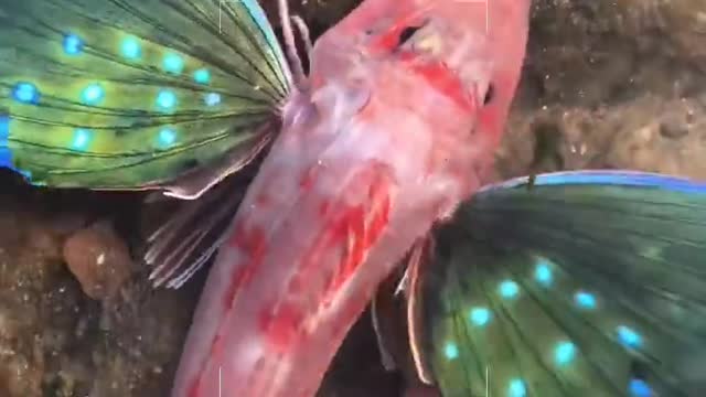 fish