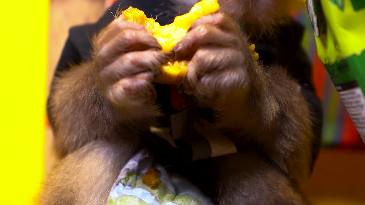 Monkey Raju like to have juice with Sapodilla fruit