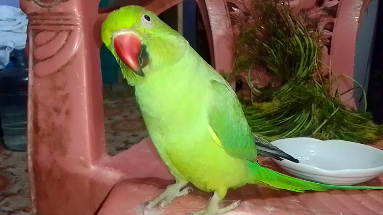 Yah pakshi parrot baby ka baccha