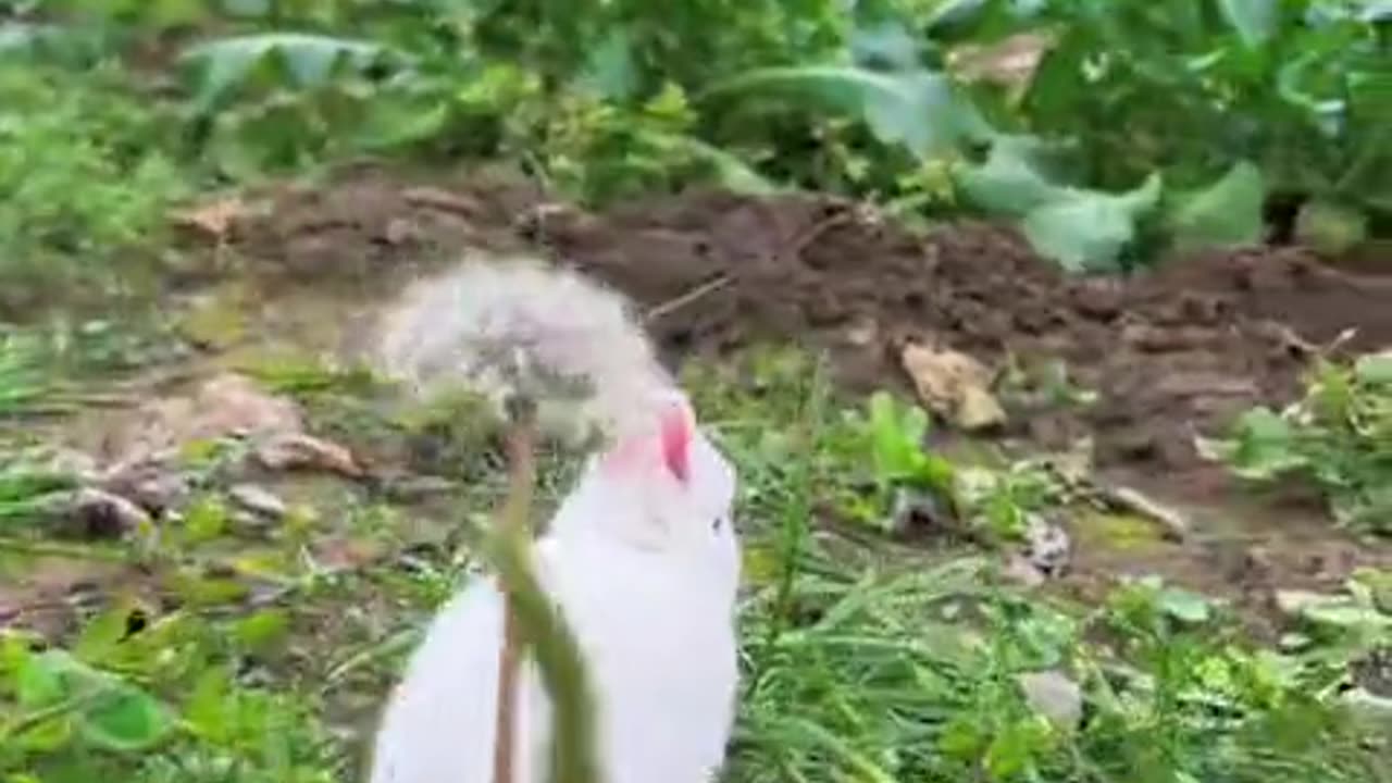 The bouncy little rabbit is so adorable, it's healing.