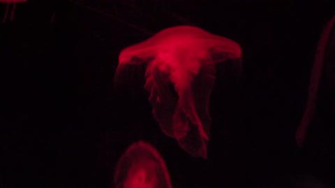 Amazing jellyfish