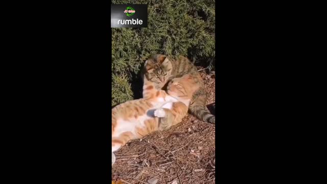 Funny cat love.best shorts video # shorts cat video clip#funny shorts