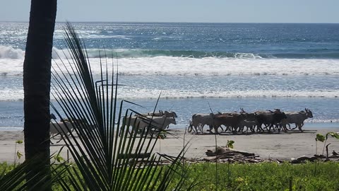 Dec 17/24. Cows on the Beach