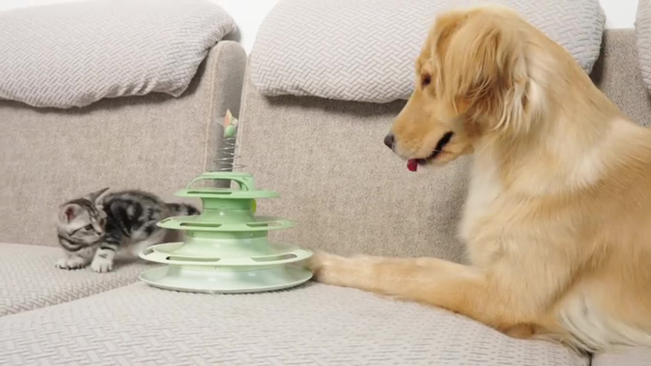 Adorable Golden Retriever Reaction to New Kitten 23