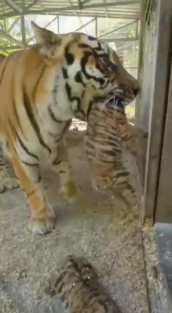 Mama Siberian tiger showing off her four cubs