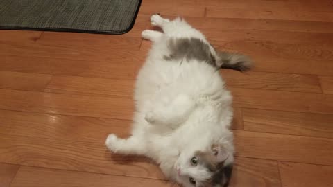 KittyBoo rolling around on floor