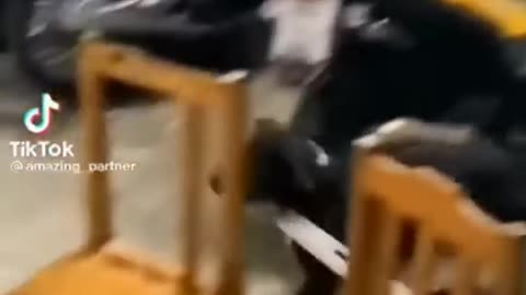 Cute and funny animal video😂