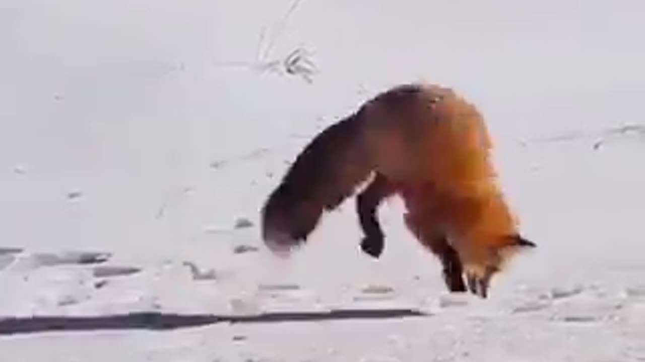 A fox dives head first to catch a burrowed rodent.