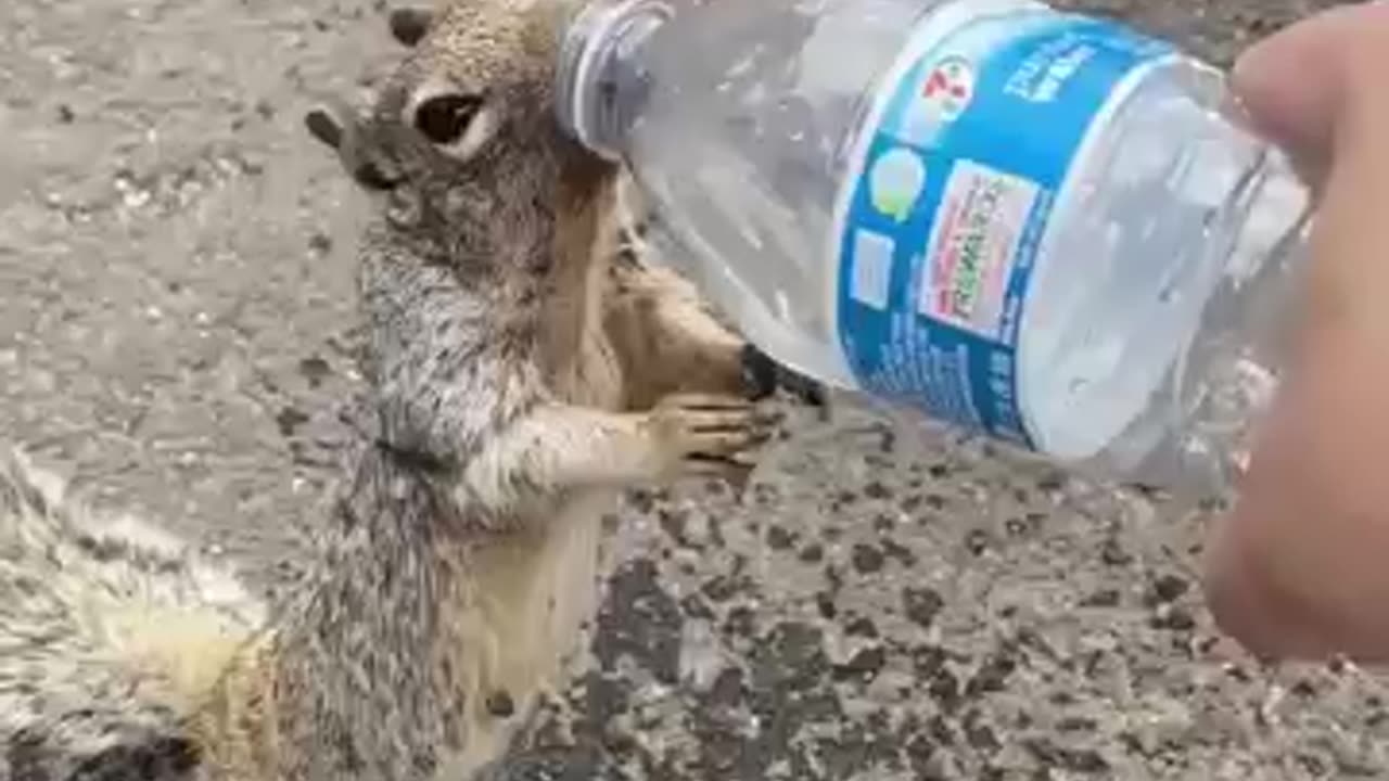 Thirsty Squirrel Begs For Water From Human 💦💦