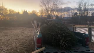 GOATS getting spooked 02.2023