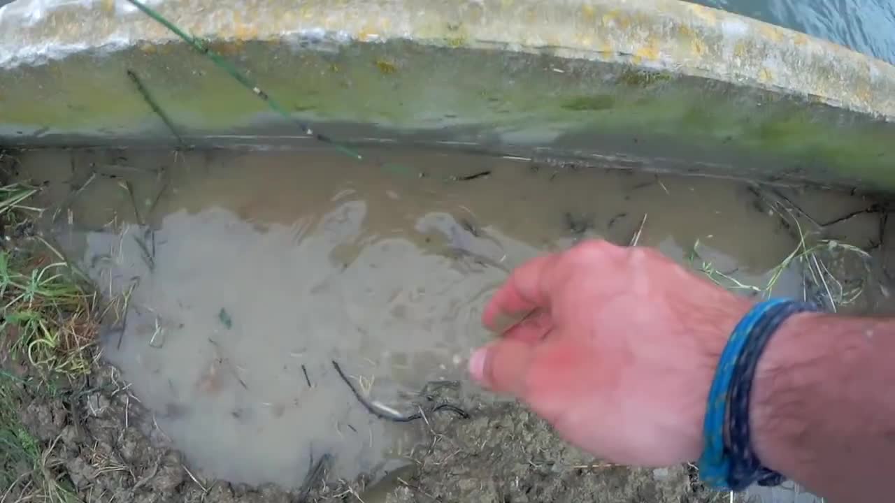Rescue crabs to feed my turtles!13
