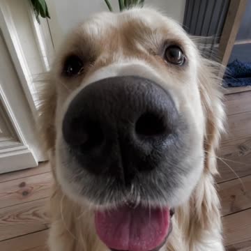 This is the best dog song