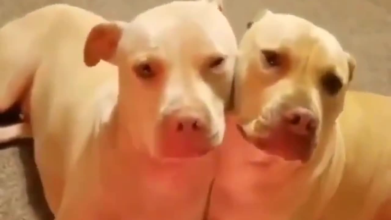Cute Dogs - Funniest Cats And Dogs Video πΊπ