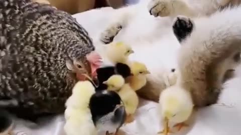 baby hen and cat #short #shortsfeed #trending #animals #wildanimals #nature #hen #cat