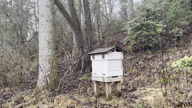 A Quiet Time Enjoying the Sights & Sounds of a Honeybee Apiary!