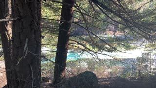Forest Perspective of National Wild & Scenic Metolius River – Central Oregon – 4K