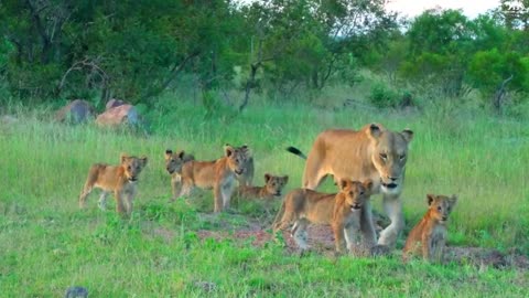 In the forest, all the animals are having fun together without any noise.