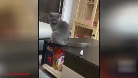 Funny animals - Funny cats / dogs - Funny animal videos / Best videos 2023#2