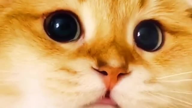 A little cat with a wobbly head