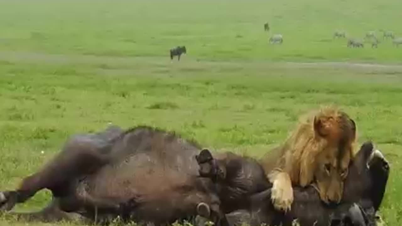 Wildlife