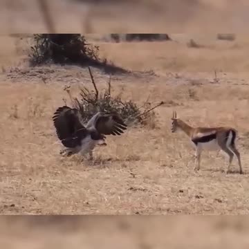 Big Eagle VS Deer