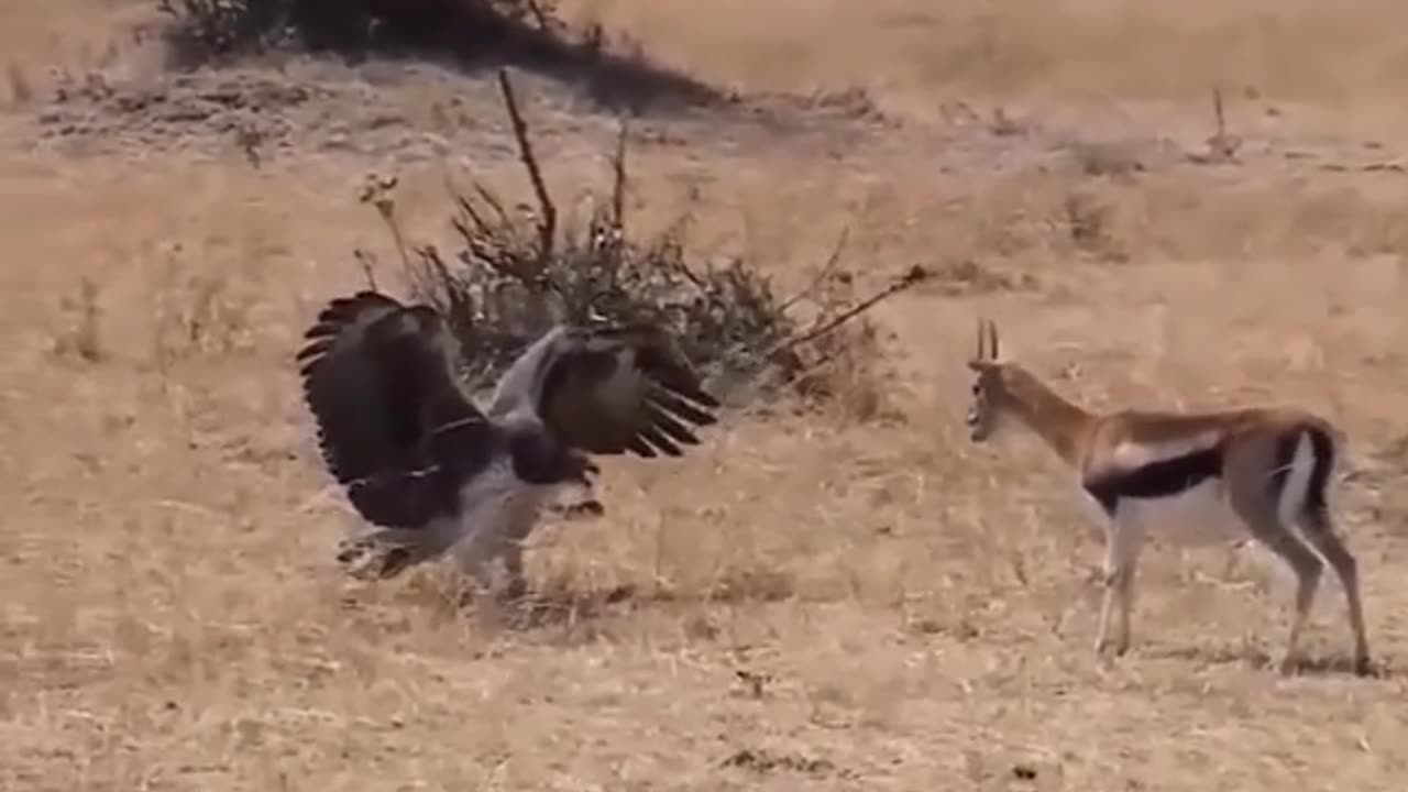 Big Eagle VS Deer