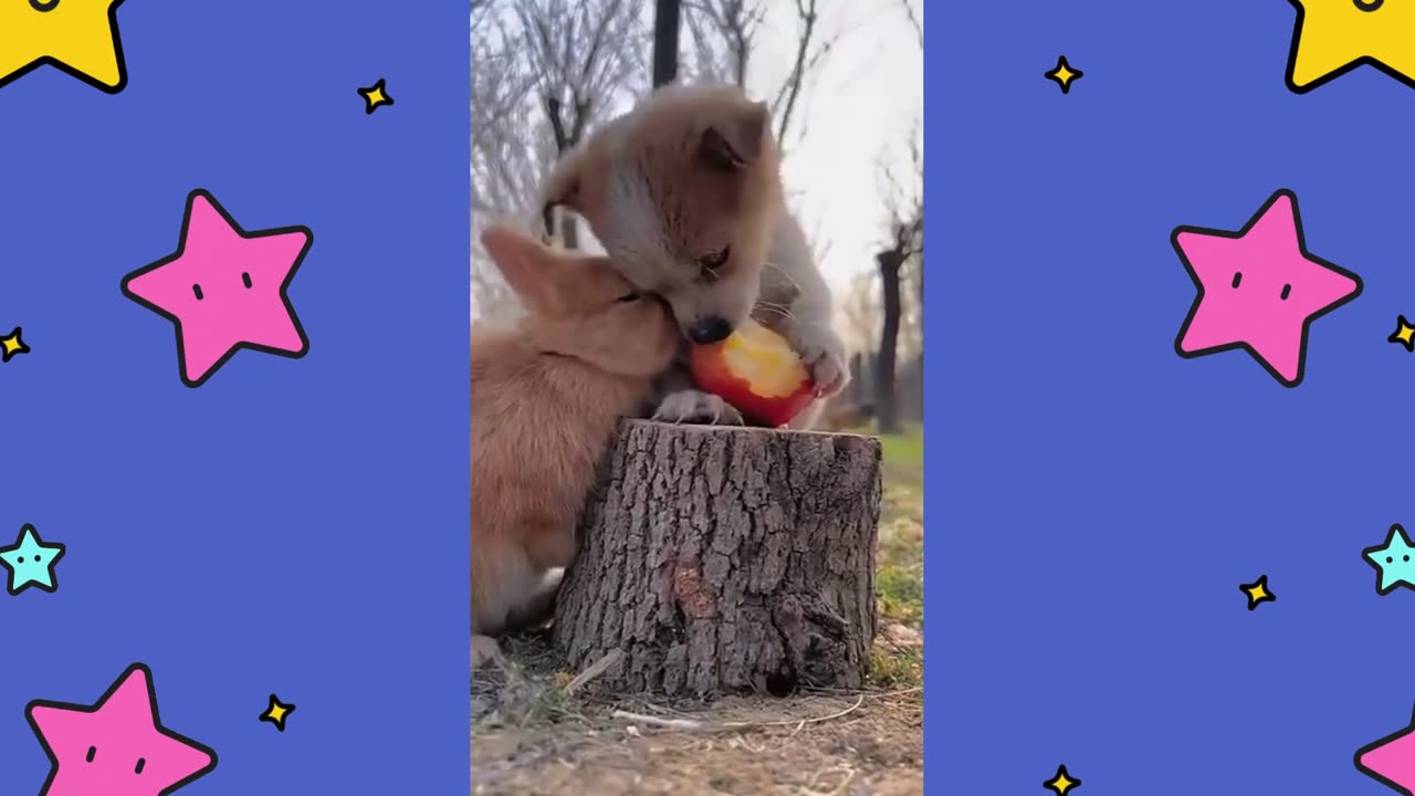 The Canine Protecting The Food.