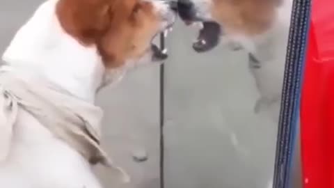 Dog scared by itself 🤣😂