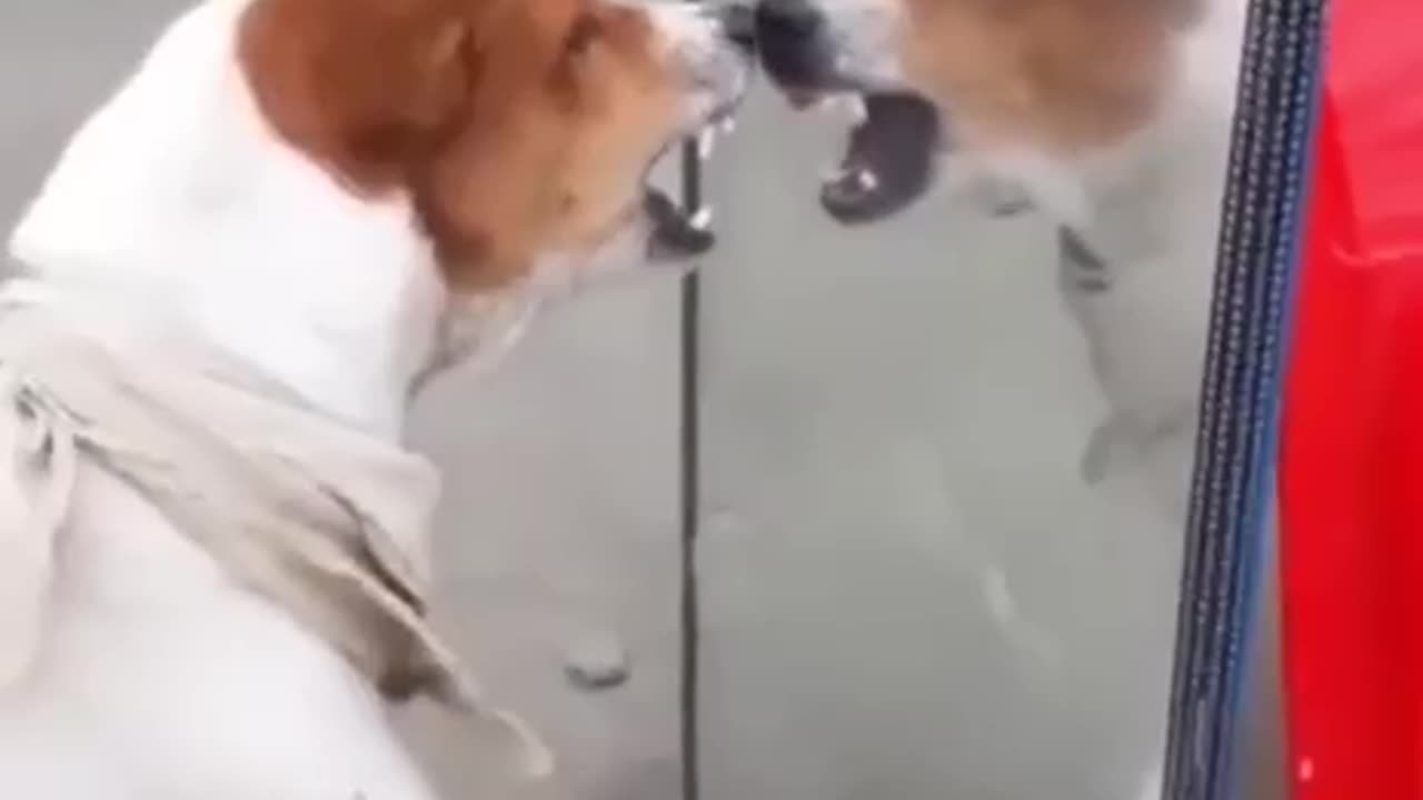 Dog scared by itself 🤣😂