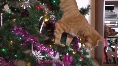 Funny Cats vs Christmas trees