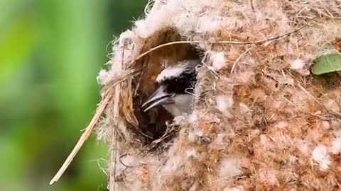 White-crowned climbing birds build nests